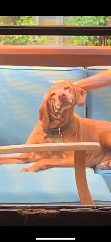 Vizsla smiling while getting rubbed on the neck sitting on a couch